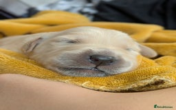 Golden Retriever dogs for sale: Beautiful Golden Retriever Puppies For Sale - Image 19