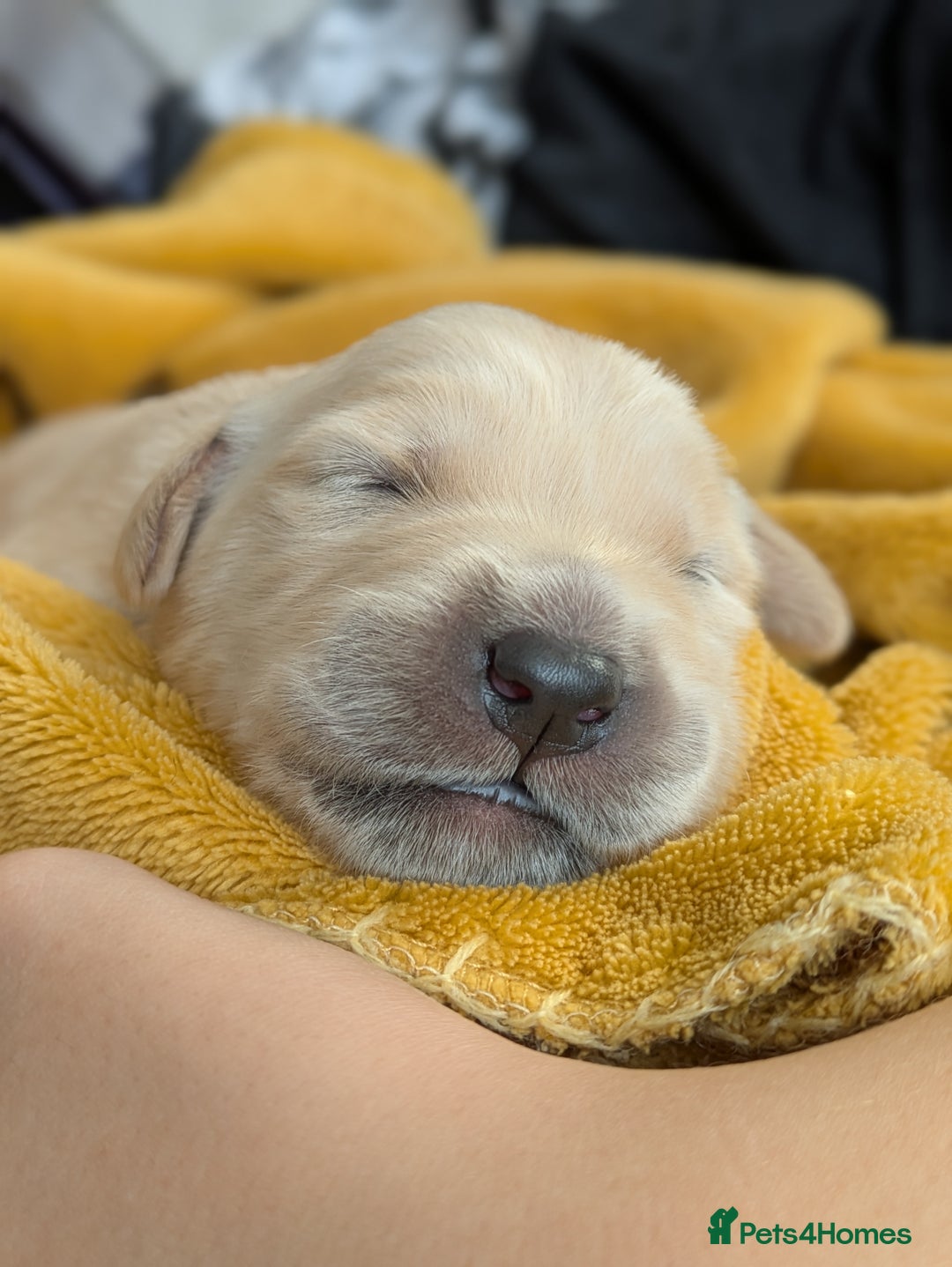 Golden Retriever dogs for sale: Beautiful Golden Retriever Puppies For Sale - Image 19