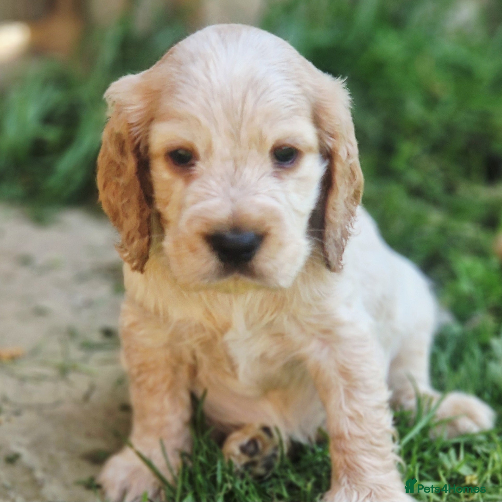 Cocker Spaniel dogs !!KC Registered Beautiful show Cocker Spaniels!!!  - Advert 6