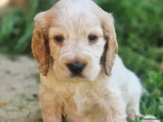 Cocker Spaniel dogs !!KC Registered Beautiful show Cocker Spaniels!!! - Advert 6