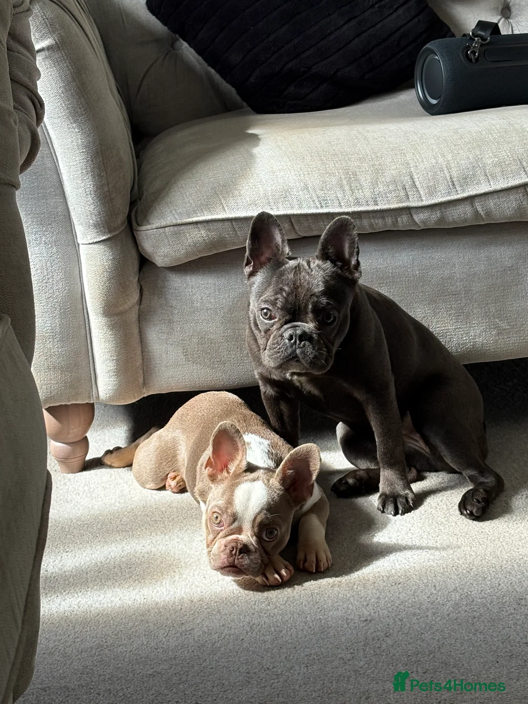French Bulldog dogs for sale: 2 stunning french bulldog sisters - Advert 1