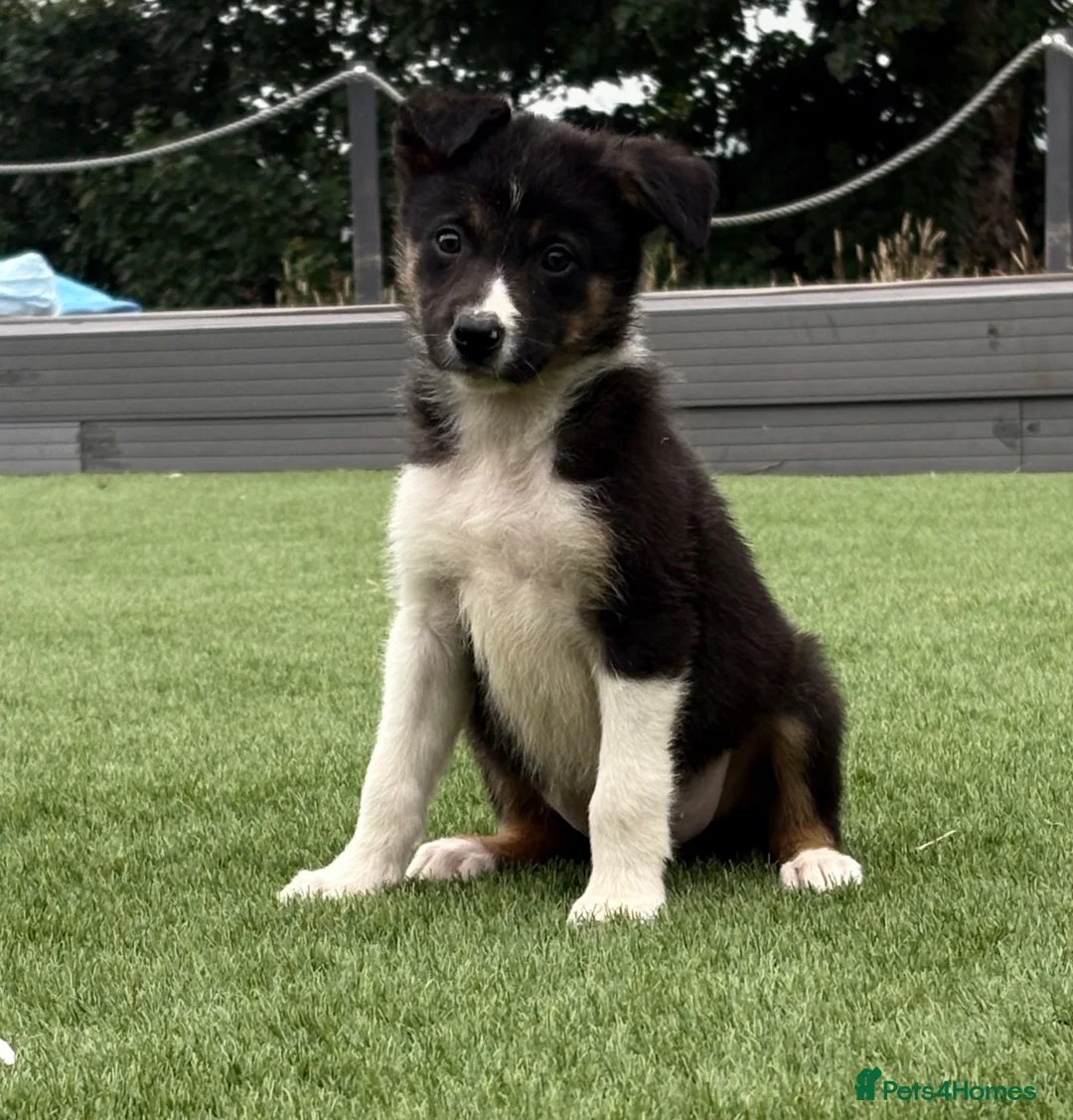 Border Collie dogs for sale: Pedigree Registered World Class Pups for sale - Advert 2