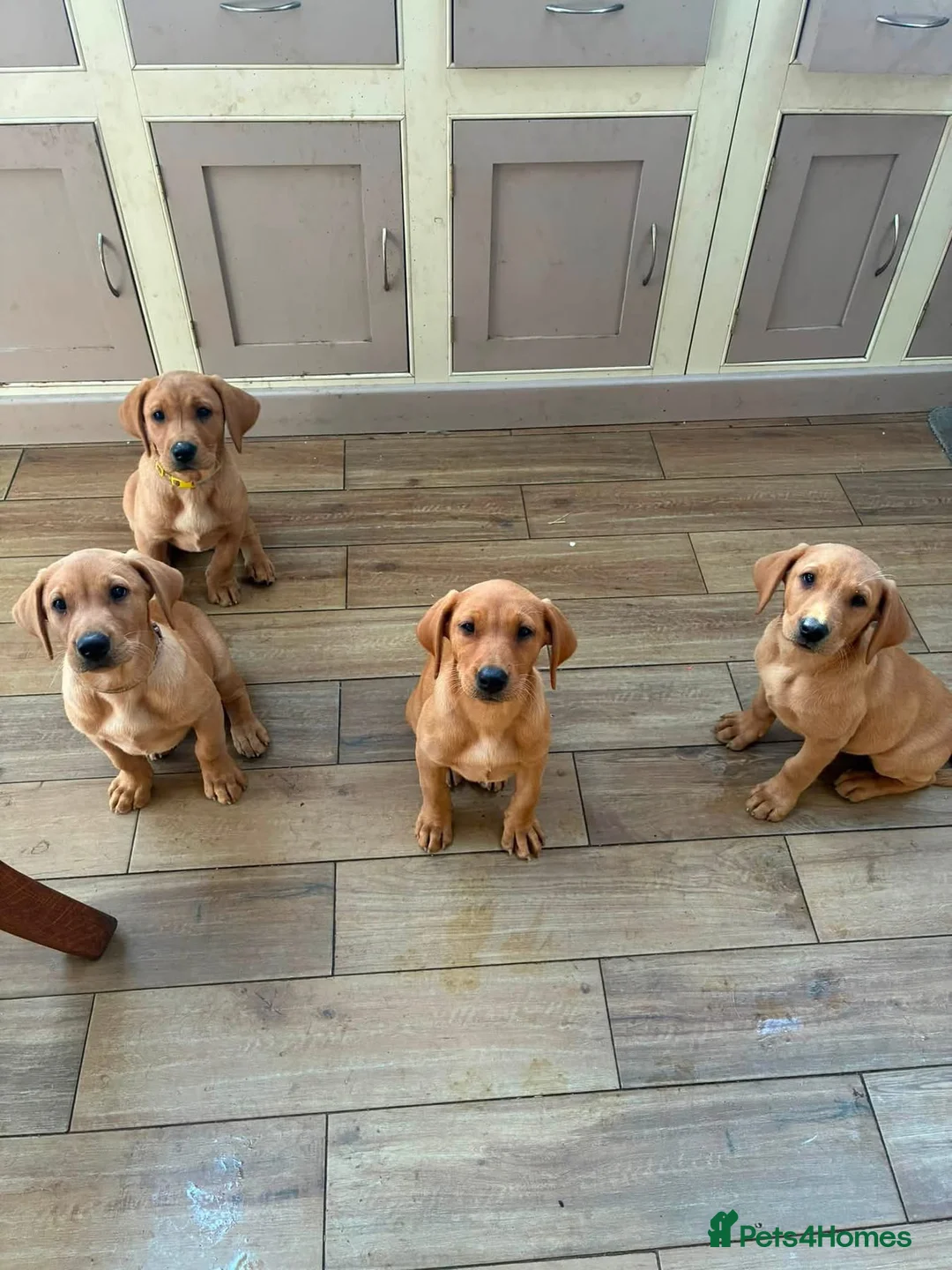Labrador Retriever dogs for sale: working line Labrador retriever  - Advert 2