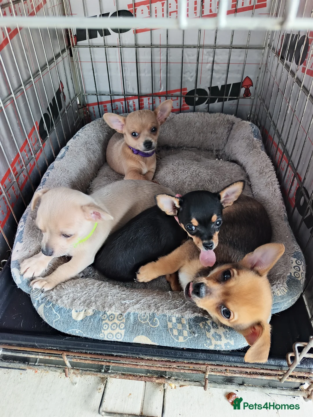 Chihuahua dogs for sale: 🐾Beautiful Xmas Day Chihuahua Puppies-Ready Now🐾 - Advert 3