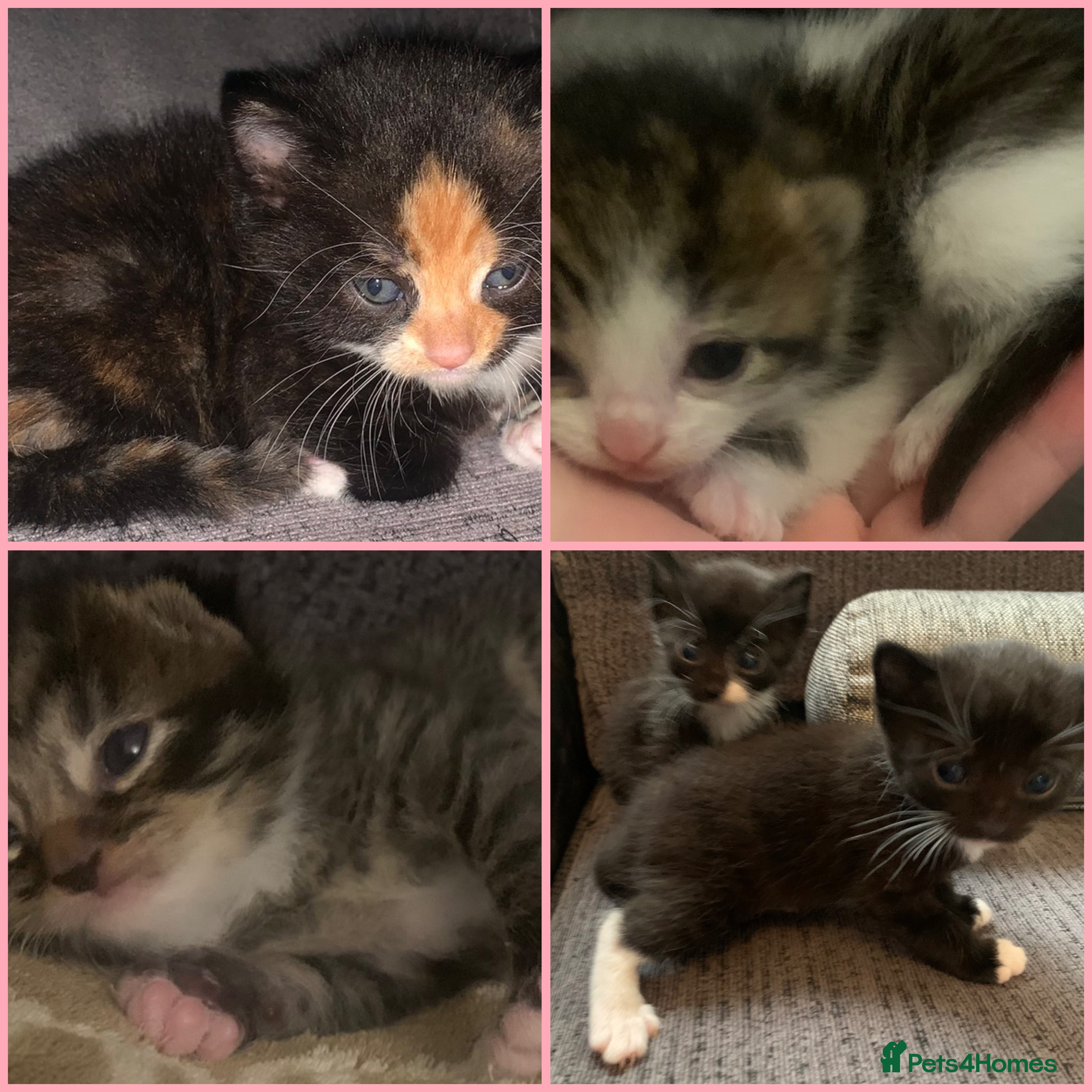 Mixed Breed cats Beautiful litter of kittens need loving homes  - Advert 1