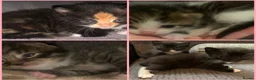 Mixed Breed cats for sale: Beautiful litter of kittens need loving homes  in Liverpool - Advert 1