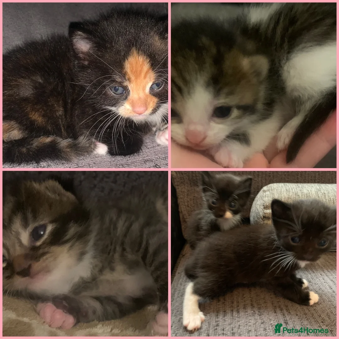 Mixed Breed cats for sale: Beautiful litter of kittens need loving homes  in Liverpool - Advert 1