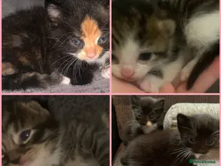 Mixed Breed cats Beautiful litter of kittens need loving homes - Advert 1