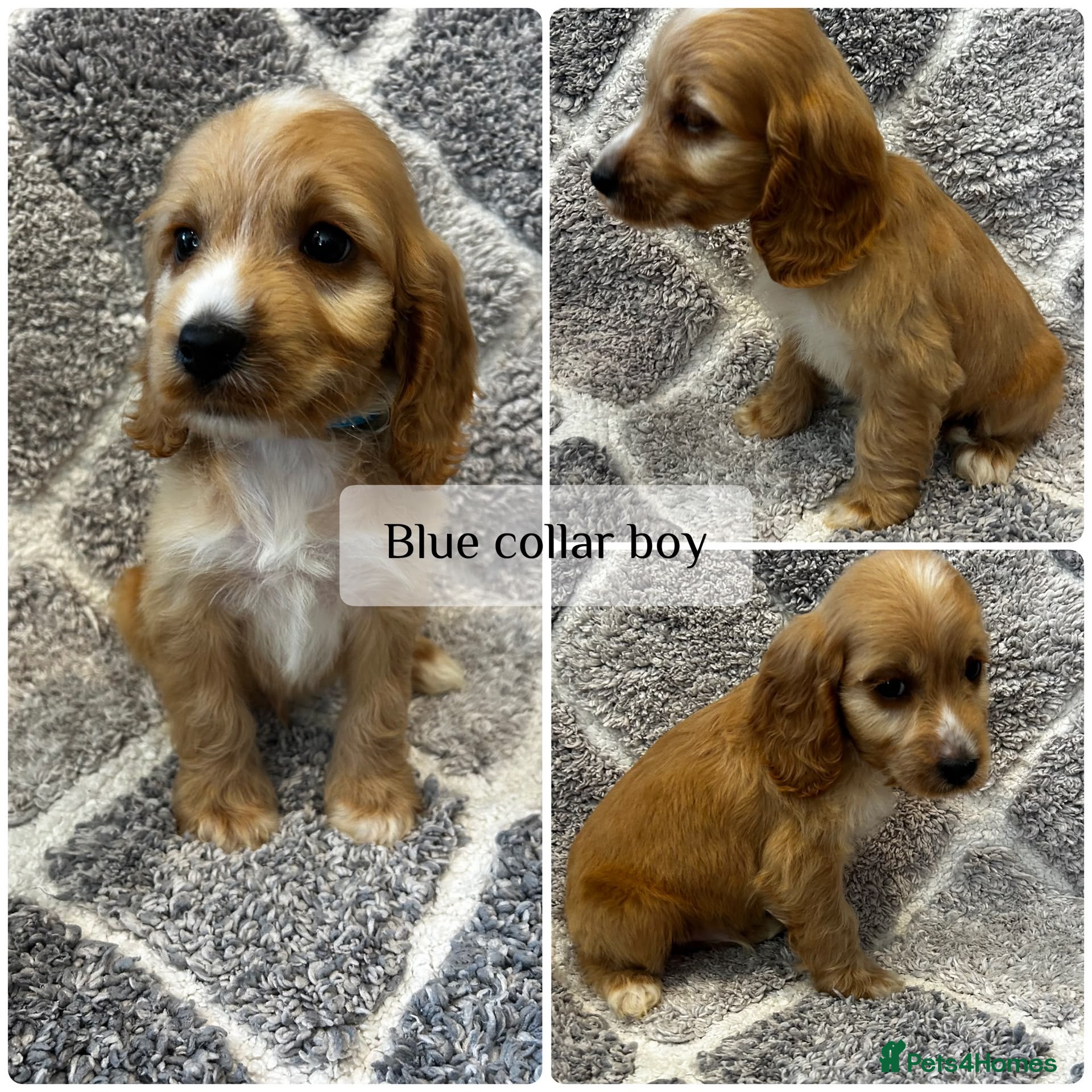 Cockapoo dogs 5 beautiful F1B cockapoo puppy’s  - Advert 1