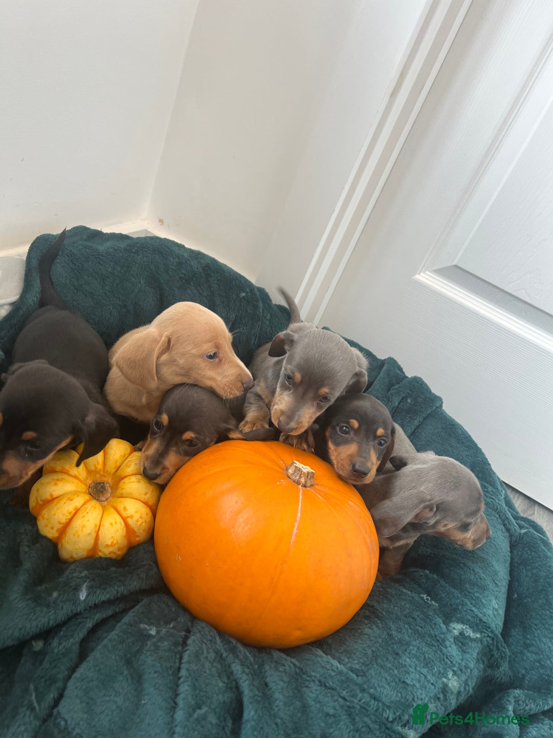 Dachshund dogs for sale: 6 beautiful dachshund puppies  - Image 27