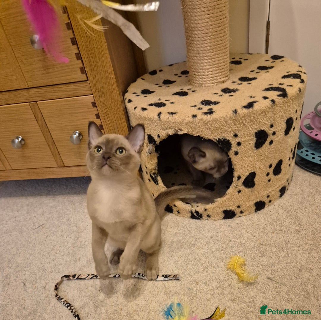 Burmese cats for sale: Pedigree Burmese Kittens - Advert 19