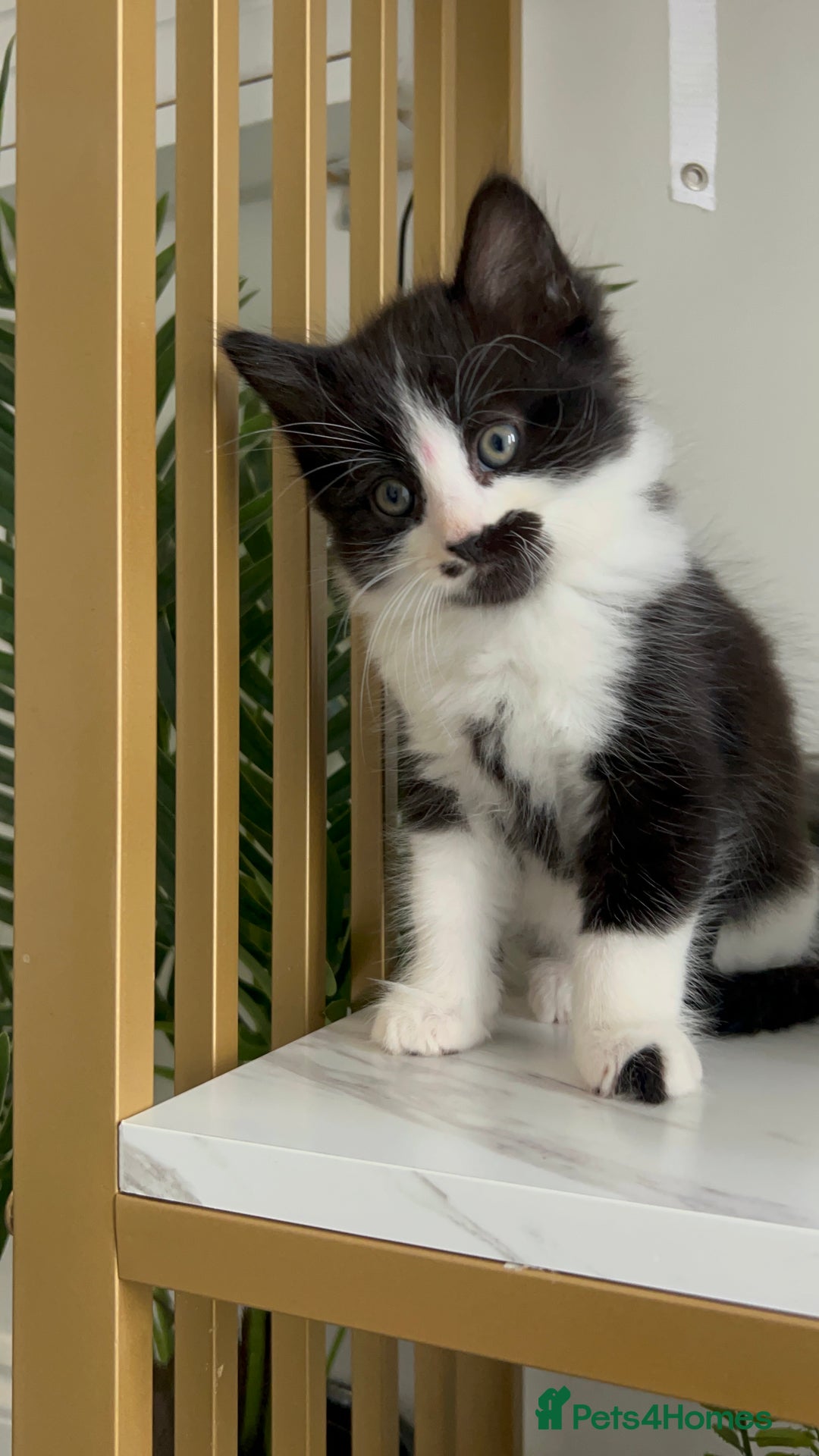 British Shorthair cats for sale: 3: beautiful kitten looking for new home in Slough - Image 14