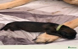 German Shepherd dogs for sale: German Shepherd puppies - Advert 7