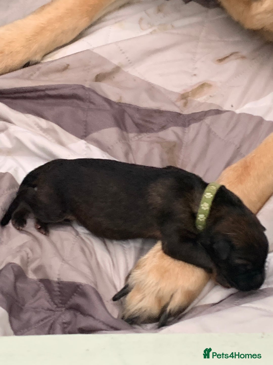 German Shepherd dogs for sale: German Shepherd puppies - Advert 7