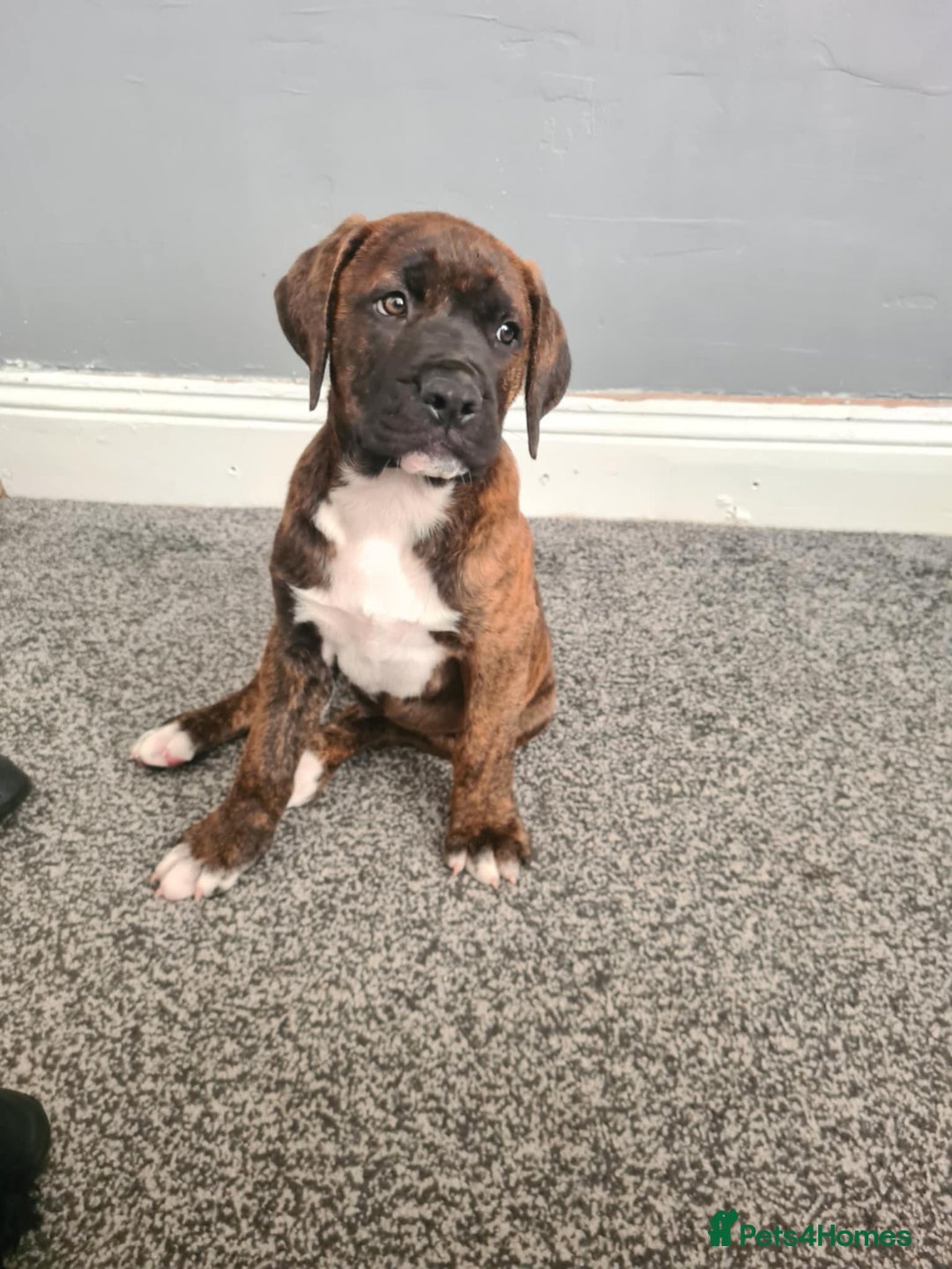 Presa Canario dogs for sale: Presa canario  - Image 2
