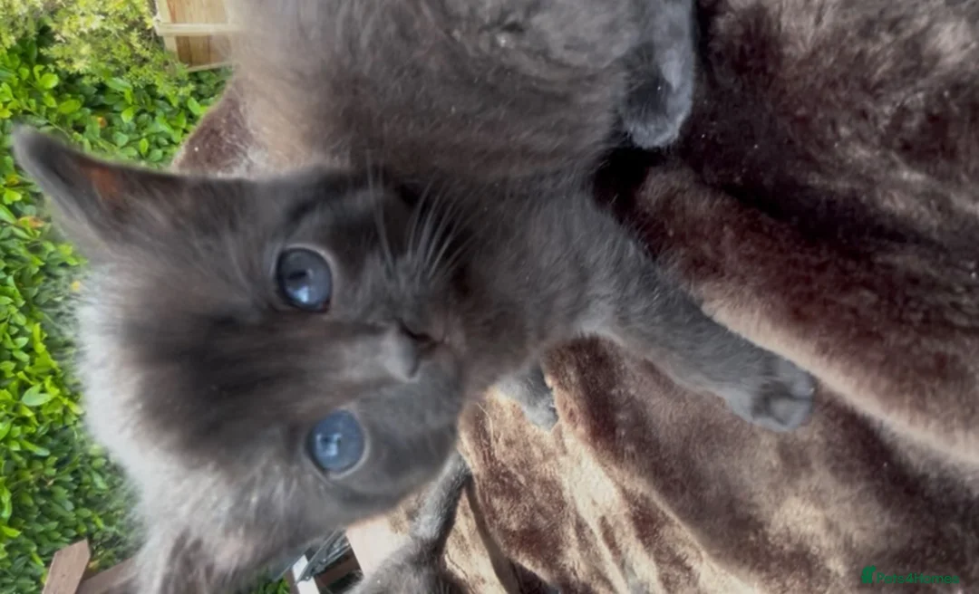 Mixed Breed cats for sale: Kittens for sale  - Advert 2