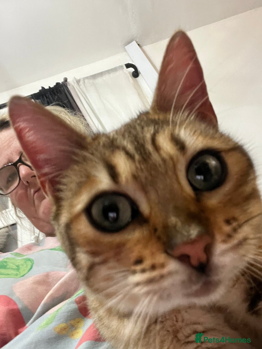 Bengal cats for sale: 2 girl bengals 13 month old - Advert 2