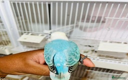 Lovebirds birds for sale: Handreared mutation lovebirds for sale  - Image 4