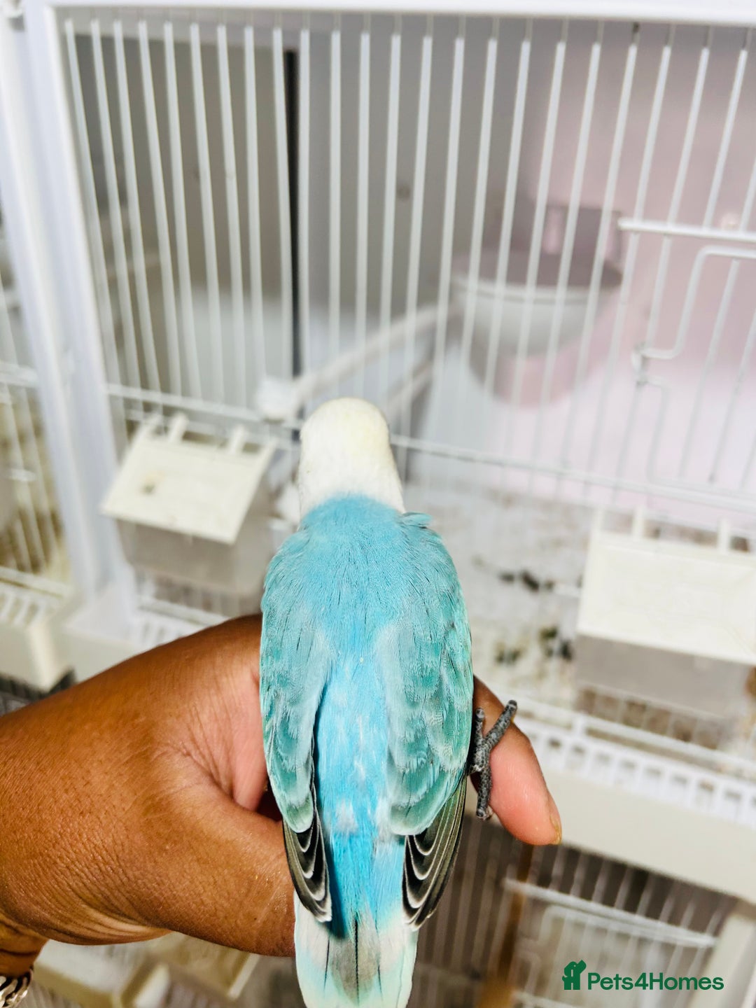 Lovebirds birds for sale: Handreared mutation lovebirds for sale  - Image 4