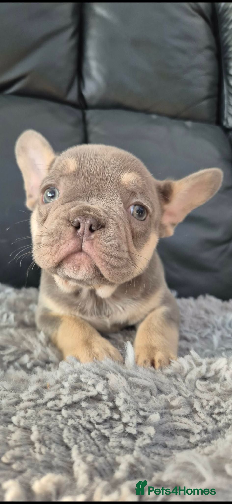 French Bulldog dogs French Fur Babies - Advert 1
