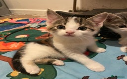 Domestic Shorthair cats for sale: Female kitten for sale - Advert 2