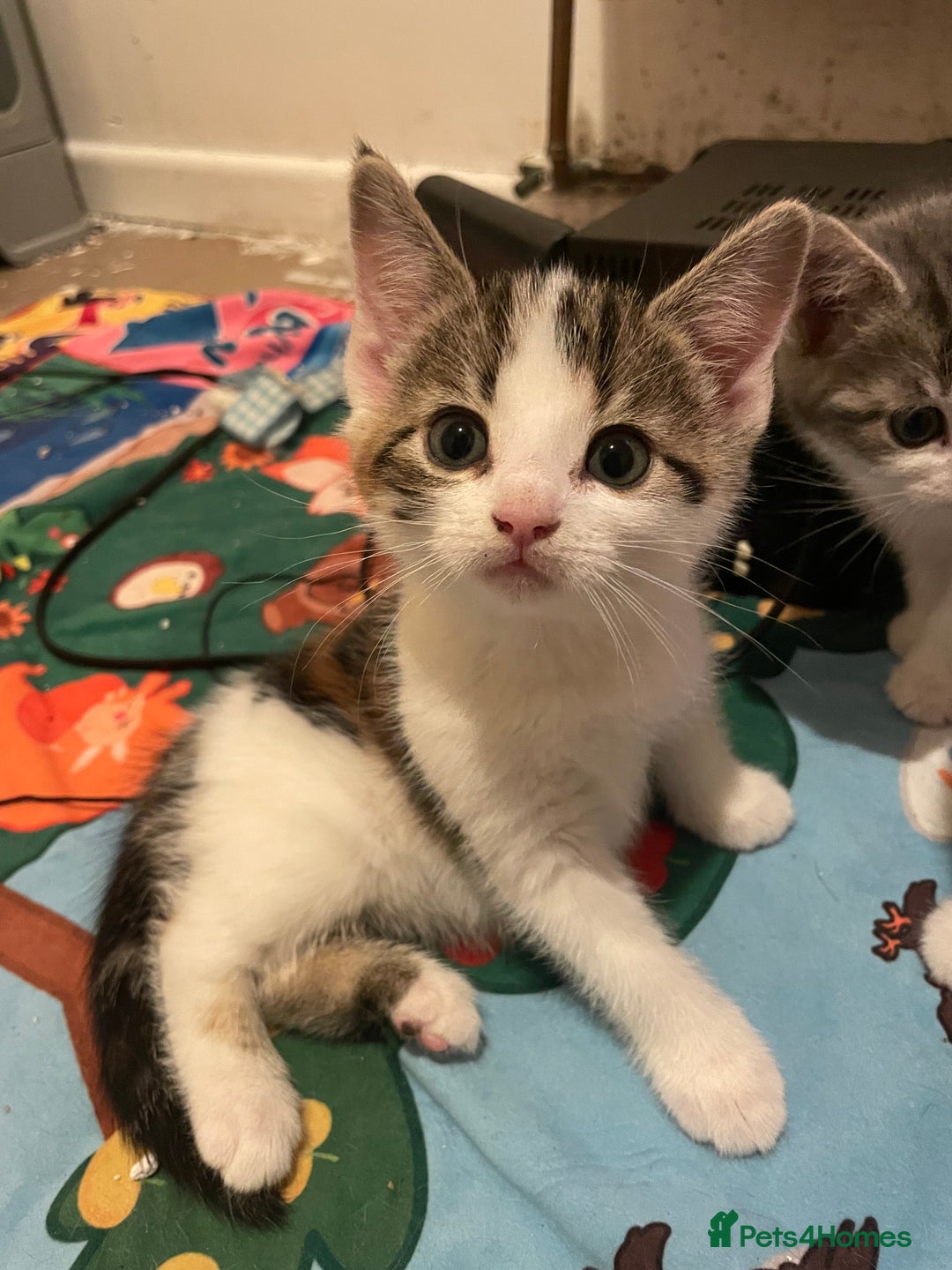 Domestic Shorthair cats for sale: Female kitten for sale - Advert 2