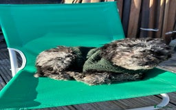Miniature Poodle dogs for stud: Miniature Merle Poodle STUD  - Image 19