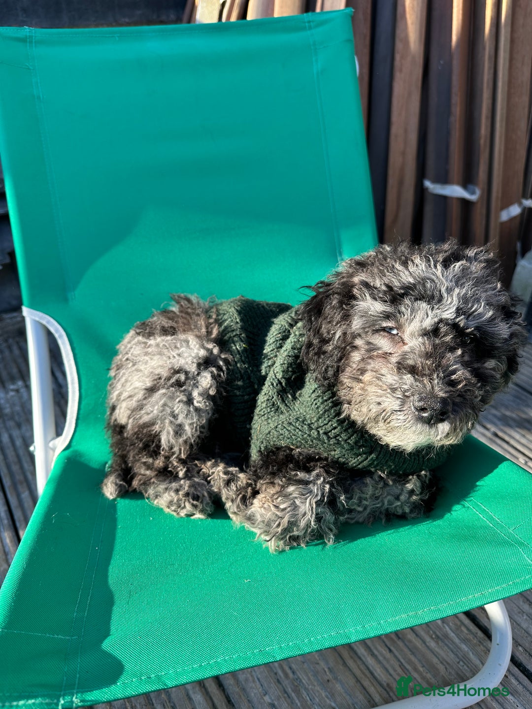 Miniature Poodle dogs for stud: Miniature Merle Poodle STUD  - Image 19