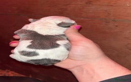 Staffordshire Bull Terrier dogs for stud: Amazing Blue Brindle Staffordshires Bull Terrier  - Image 18