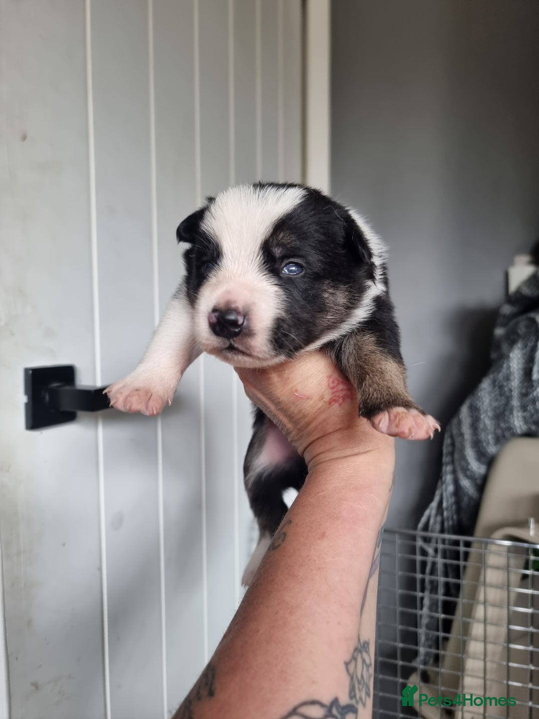 Border Collie dogs for sale: Border collie pups available  - Image 9