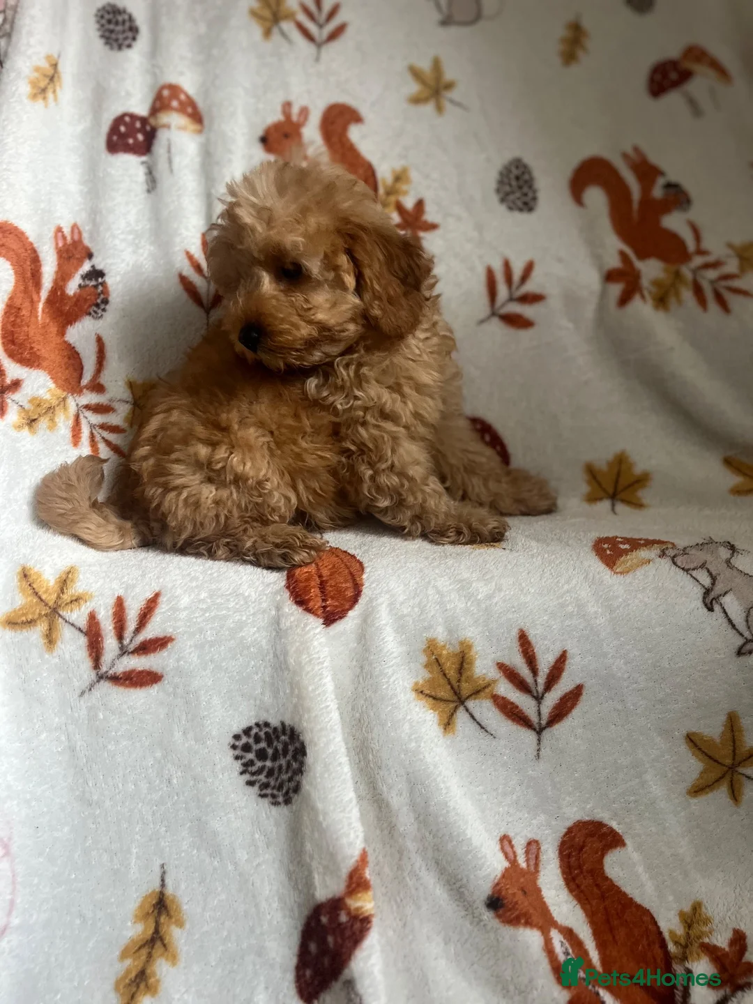 Maltipoo dogs for sale: Fully vaccinated Asian teddy face toy maltpoo🧸 - Advert 2