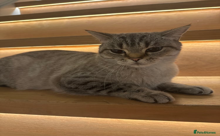 British Longhair cats Selling a kitten - Advert 1