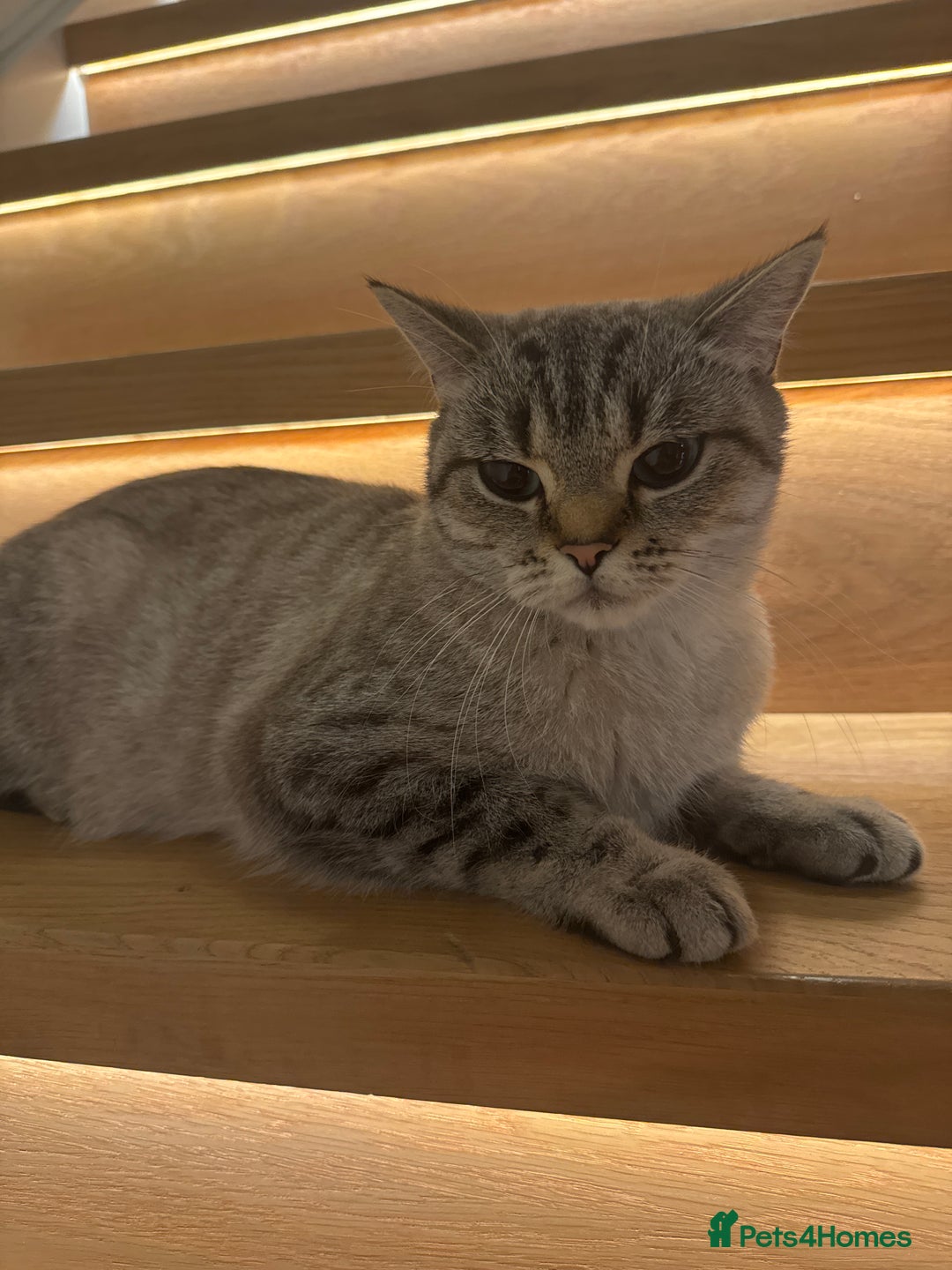 British Longhair cats for sale: Selling a kitten - Advert 1