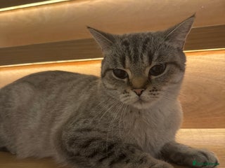 British Longhair cats Selling a kitten - Advert 1