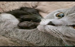 British Shorthair cats for sale:  🐾 Gorgeous Black Kittens – 11 Weeks Old 🐾   - Image 22
