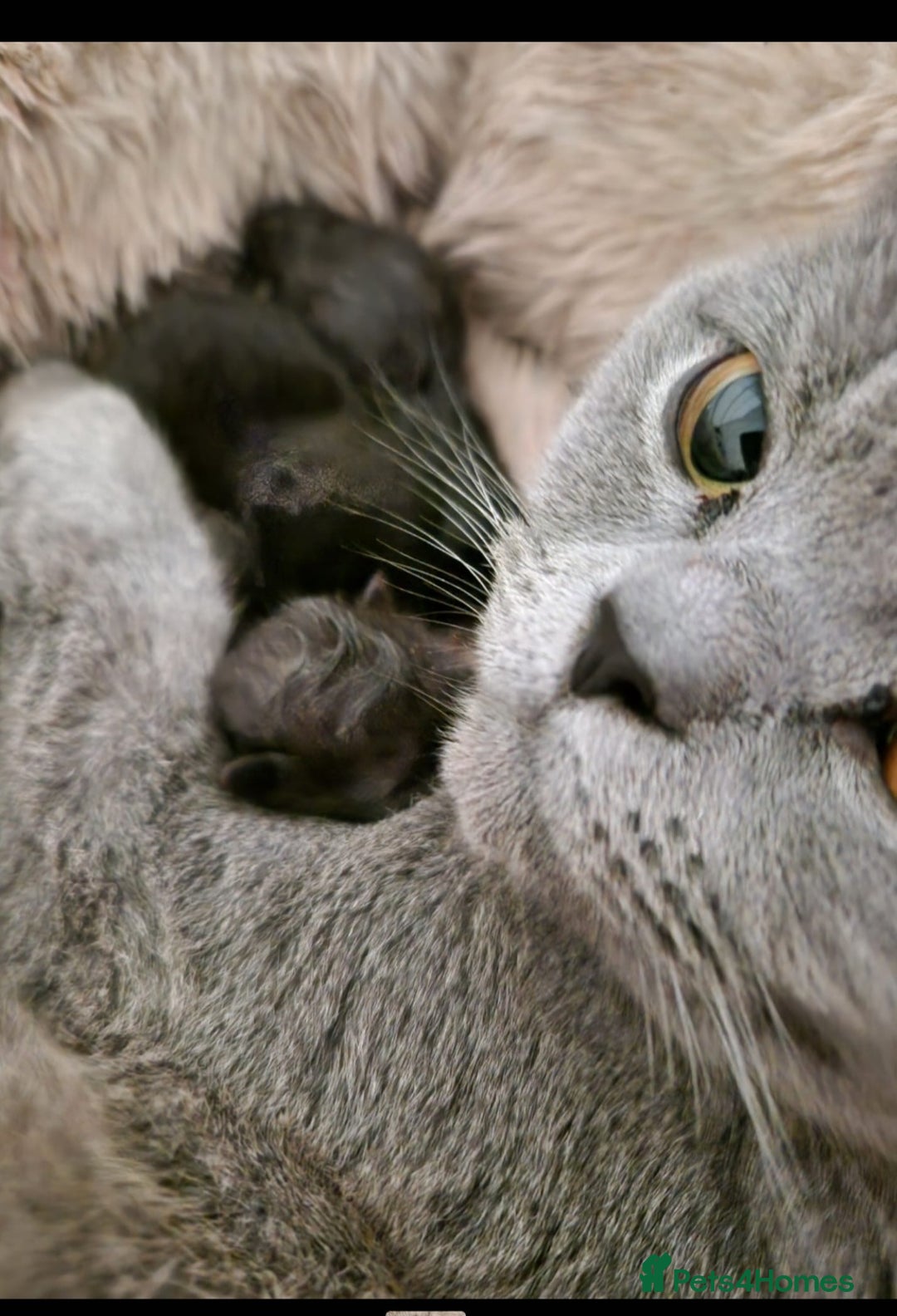 British Shorthair cats for sale:  🐾 Gorgeous Black Kittens – 11 Weeks Old 🐾   - Image 22