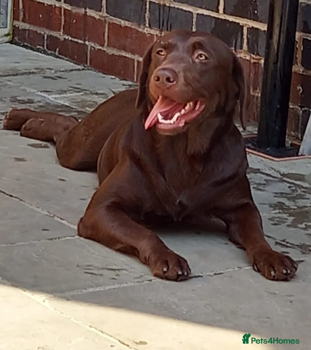 Labrador Retriever dogs for stud: 2x KC health tested labrador studs in Chesterfield - Advert 6