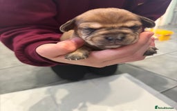 Mixed Breed dogs for sale: Adorable frenchie mix - Image 5