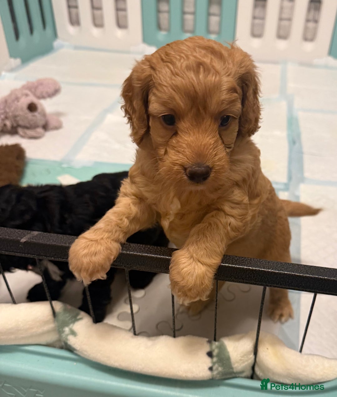 Cockapoo dogs for sale: Cockapoos apricot/white available  - Advert 1