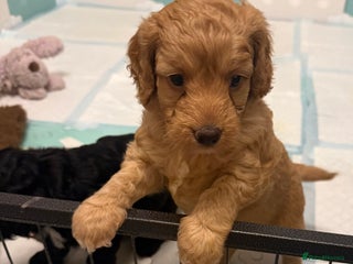 Cockapoo dogs Cockapoos apricot/white available - Advert 9