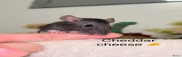 Rat rodents for sale: Beautiful baby rats  - Advert 6