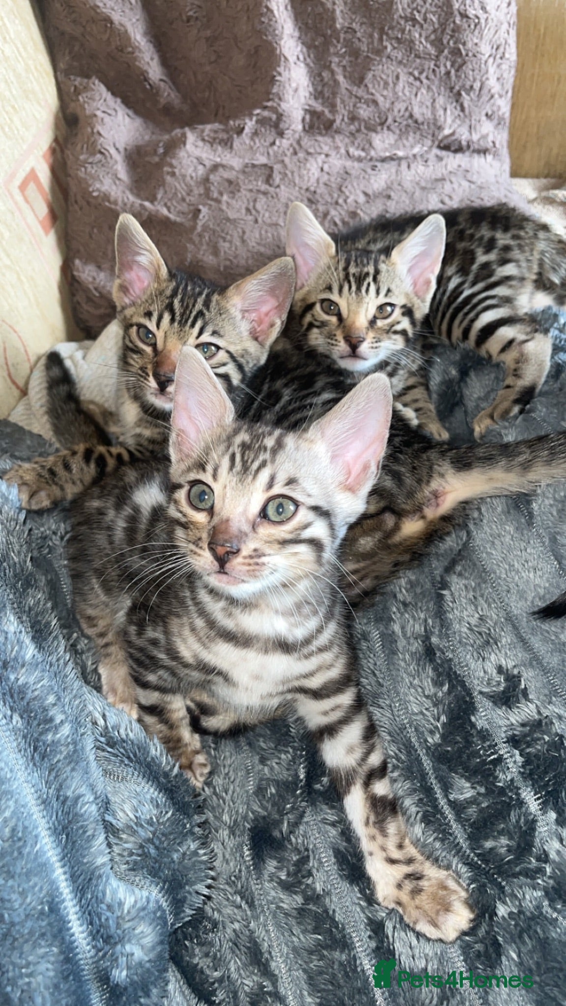 Bengal cats 🐆price drop glitter Tica kittens 🐆 - Advert 2