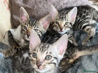 Bengal cats 🐆price drop glitter Tica kittens 🐆 - Advert 2