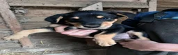 Huntaway dogs for sale: Huntaway puppies in Llanfyllin - Advert 16