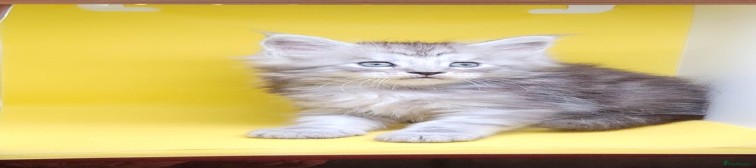 Maine Coon Kitten 4