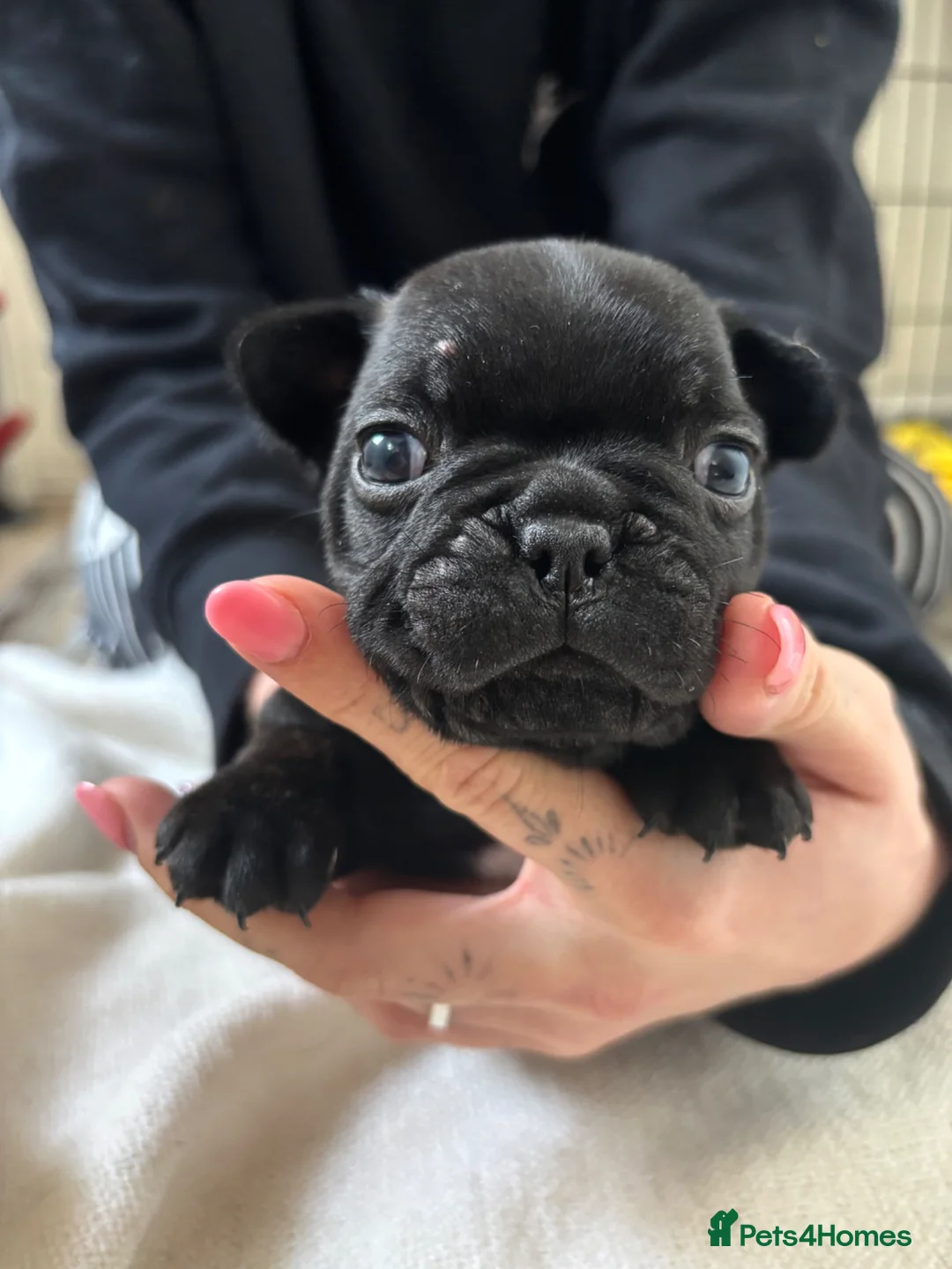 French Bulldog dogs for sale: French bulldog Puppies  - Advert 2