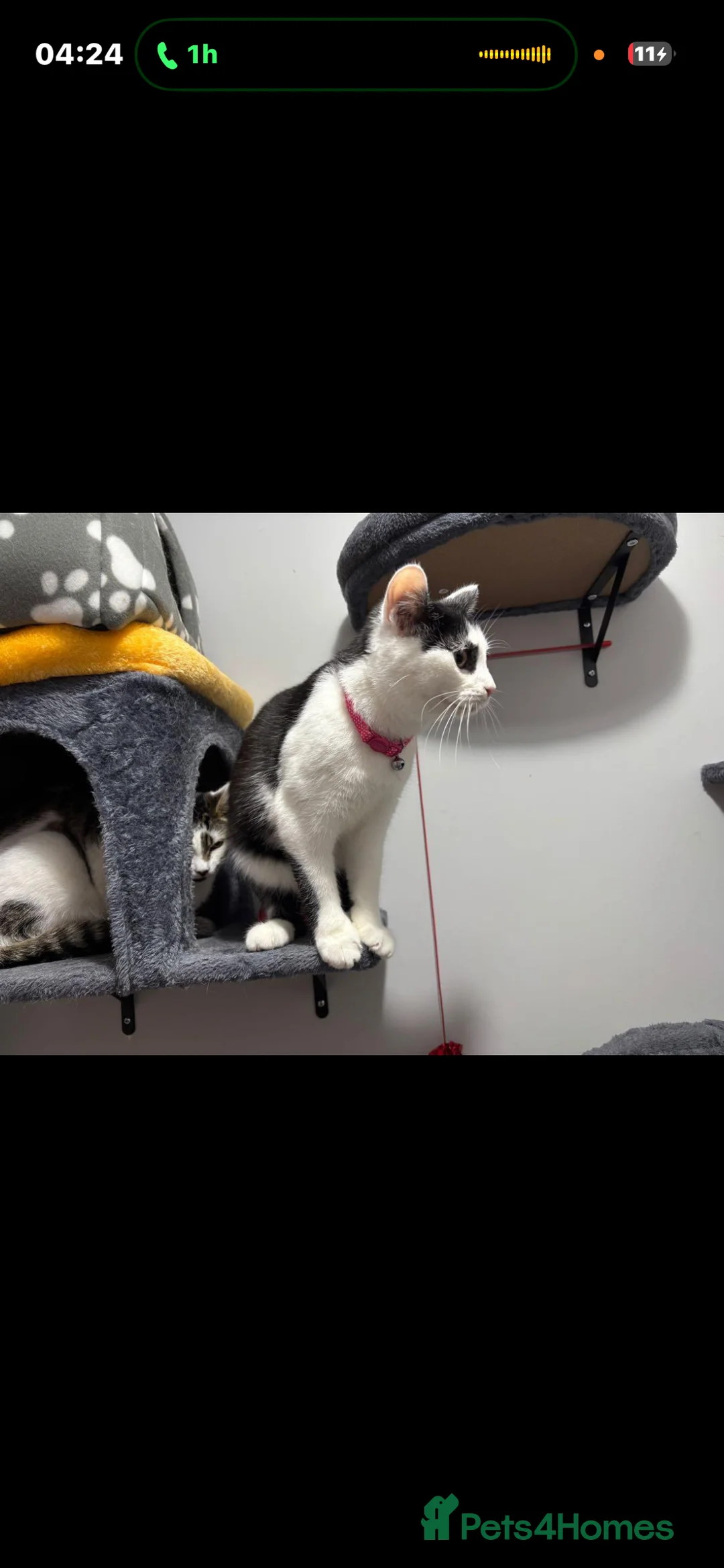 Mixed Breed cats for sale: Rescue cats- kittens and adults 🧡 - Advert 2