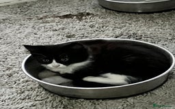 Domestic Shorthair cats for sale: Gorgeous fluffy tuxedo kittens - Image 5