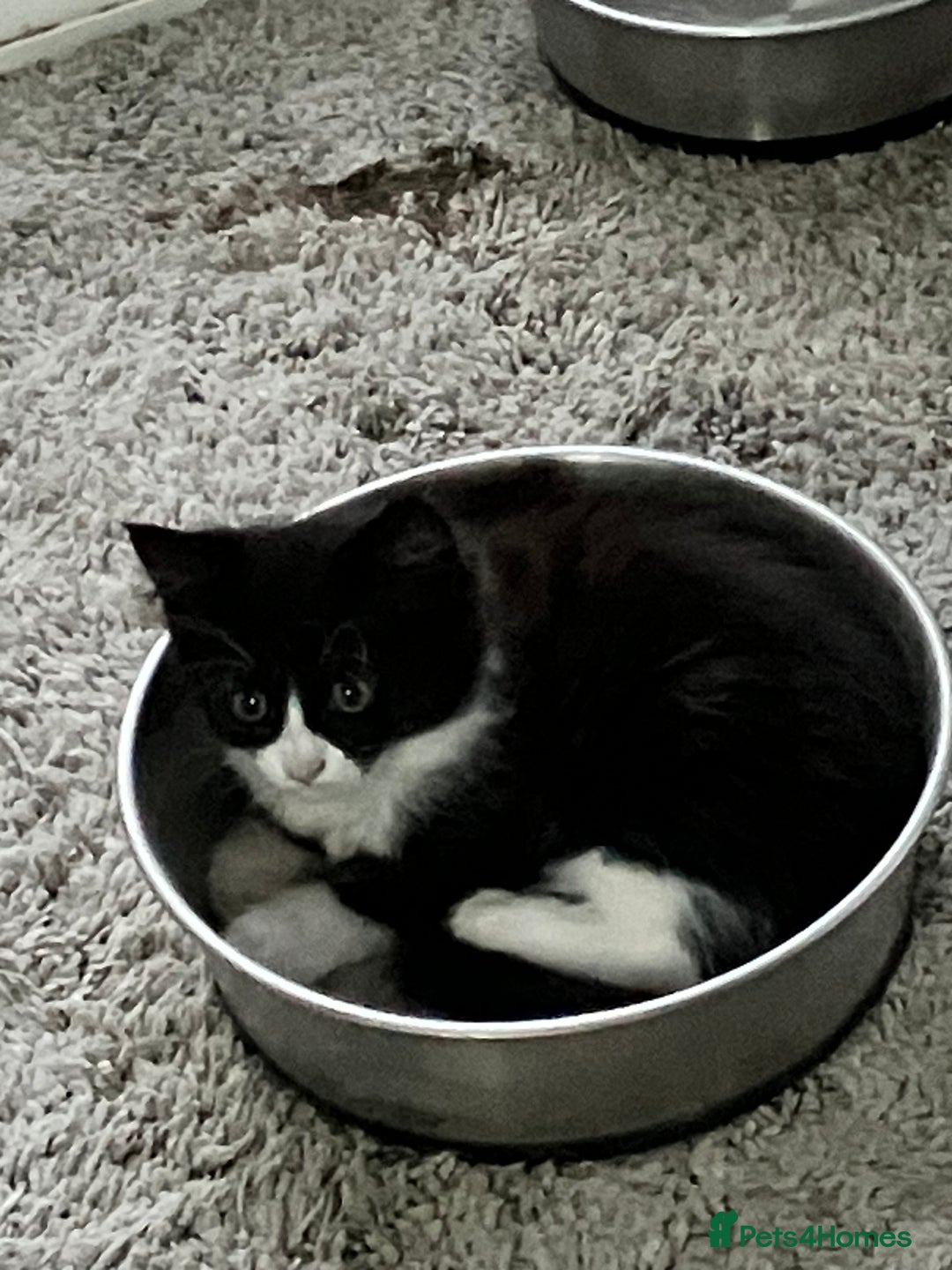 Domestic Shorthair cats for sale: Gorgeous fluffy tuxedo kittens - Image 5