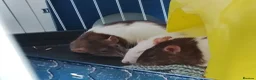 Rat rodents for sale: Rats for sale with cage and accessories in Colne - Advert 4